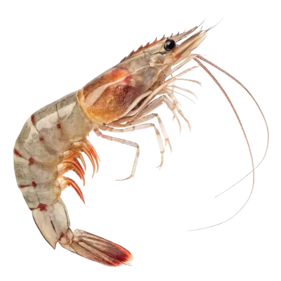 Imagen PNG para descargar